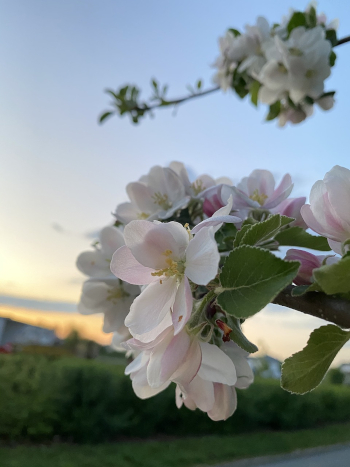 Appelbloesem; tijdens Beltane staan de fruitbomen in volle bloei.