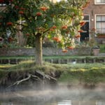 Lijsterbes als metafoor voor de levensboom