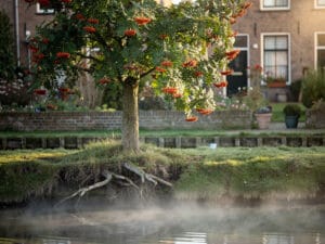 Lijsterbes als metafoor voor de levensboom